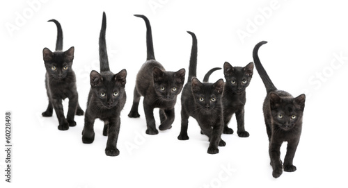 Fototapeta Naklejka Na Ścianę i Meble -  Front view of Group Black kitten walking in the same direction