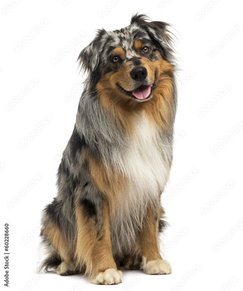 Australian shepherd blue merle sitting and panting, 4 years old Australian shepherd blue merle sitting and panting, 4 years old
