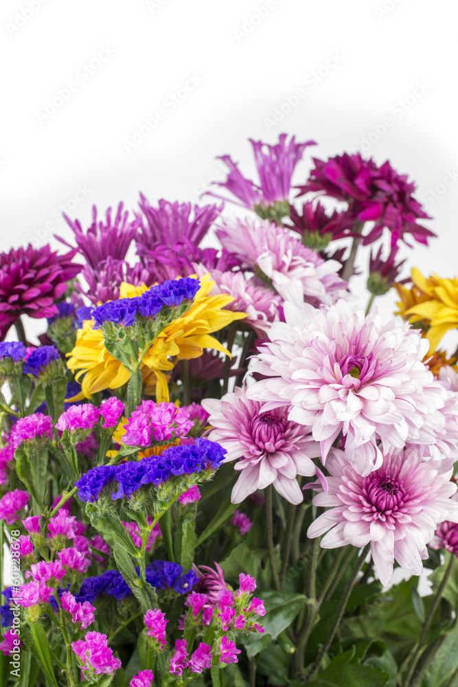 Obraz premium カラフルな菊とハナハマサジの花々