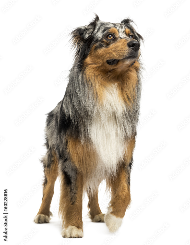 Australian shepherd blue merle standing, looking up, 4 years old Australian shepherd blue merle standing, looking up, 4 years old