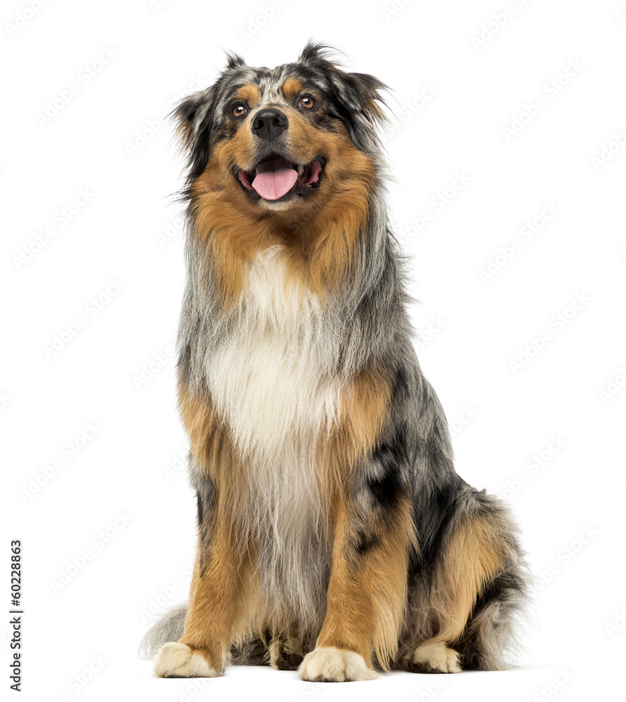 Australian shepherd blue merle, sitting, panting and looking up Australian shepherd blue merle, sitting, panting and looking up