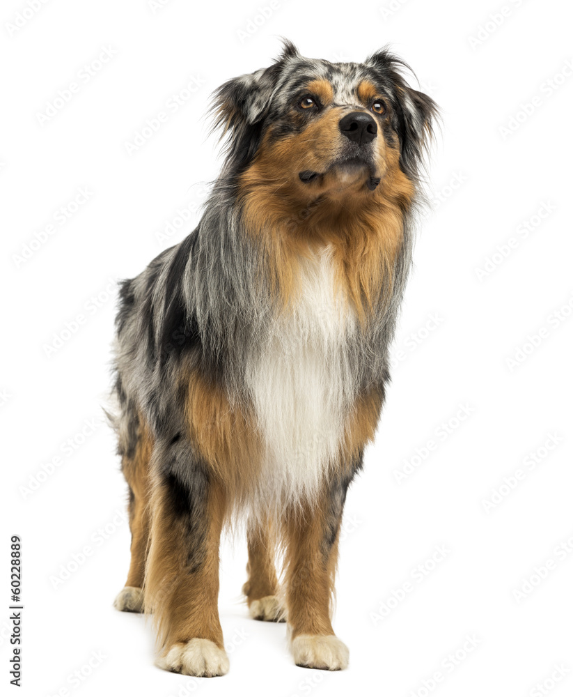 Australian shepherd blue merle standing, looking up Australian shepherd blue merle standing, looking up