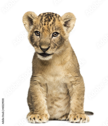 Fototapeta Naklejka Na Ścianę i Meble -  Lion cub sitting, 7 weeks old, isolated on white