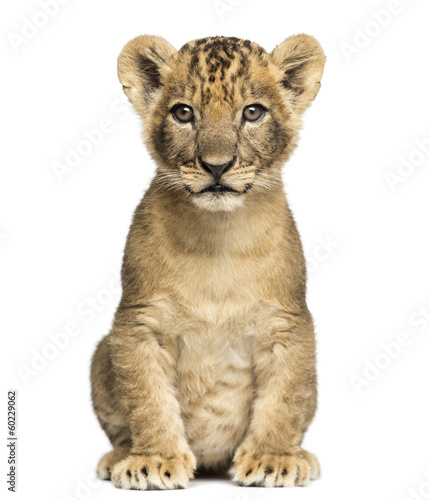 Fotografia Lion cub sitting, looking at the camera, 7 weeks old, isolated