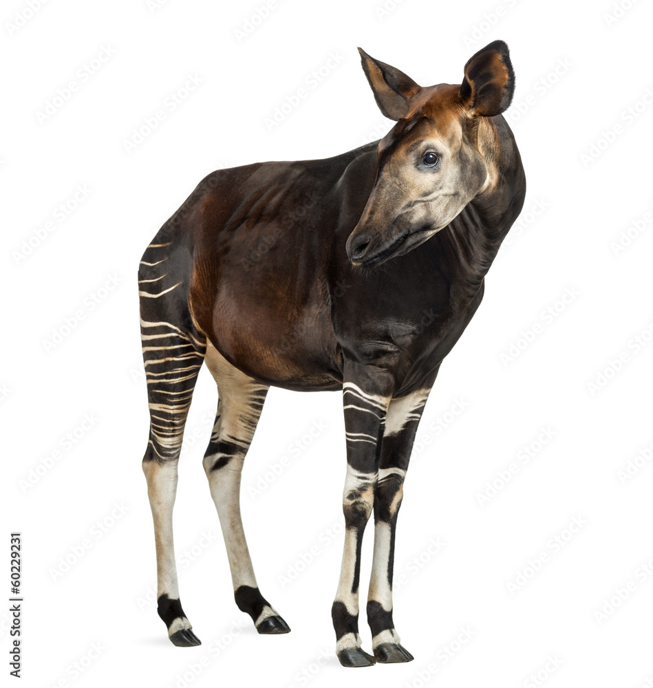 Fototapeta premium Okapi standing, looking away, Okapia johnstoni, isolated