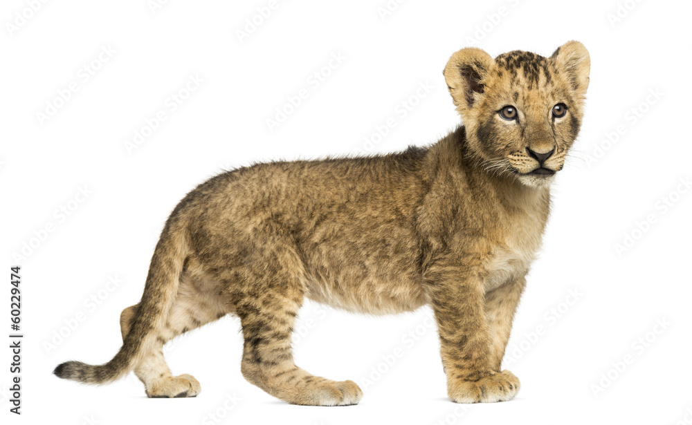 Fototapeta premium Side view of a Lion cub standing, looking away, 10 weeks old