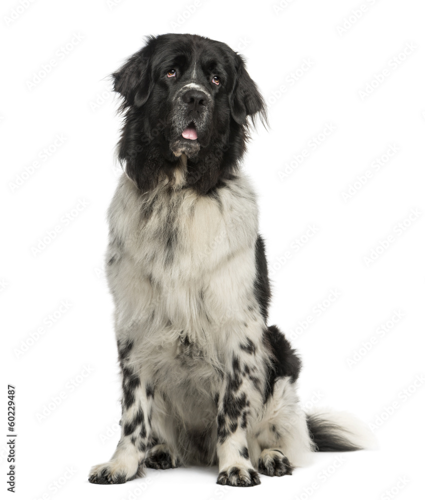 Newfoundland dog sitting, panting, looking up, 2 years old Newfoundland dog sitting, panting, looking up, 2 years old