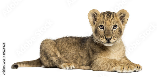 Side view of a Lion cub lying, looking at the camera
