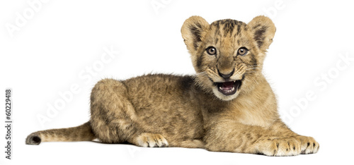 Fototapeta Naklejka Na Ścianę i Meble -  Side view of a Lion cub lying, roaring, 10 weeks old, isolated