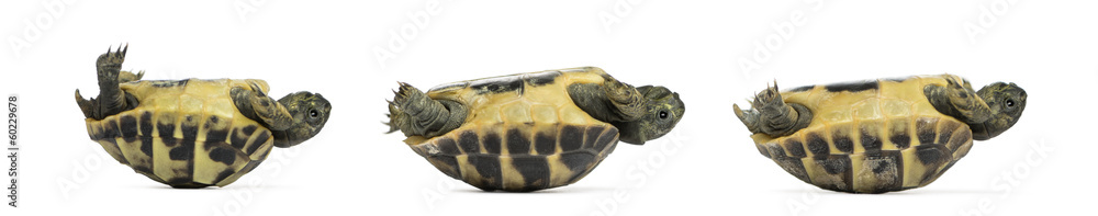 Naklejka premium Side view of three baby Hermann's tortoise lying on their back