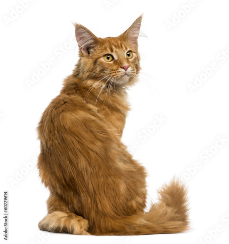 Fototapeta Naklejka Na Ścianę i Meble -  Rear view of a Maine Coon kitten sitting, looking up