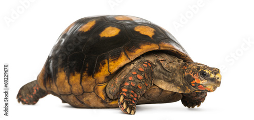 Red-footed tortoise, Chelonoidis carbonaria, isolated on white