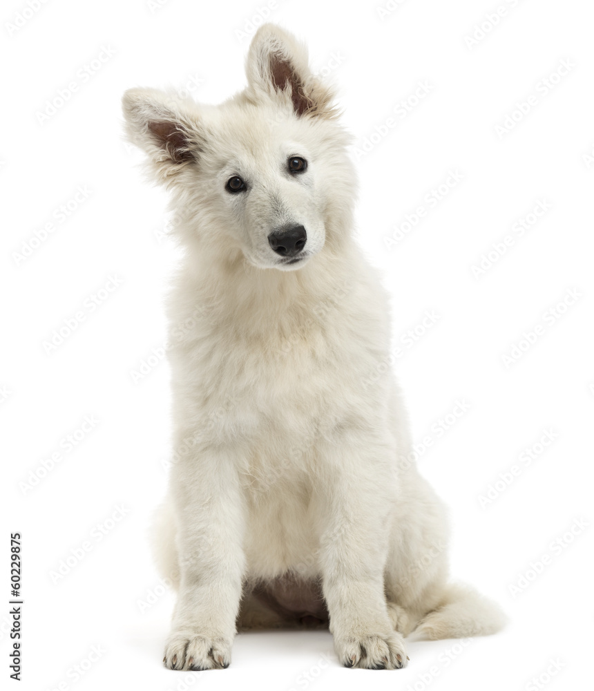 Swiss Shepherd Dog puppy sitting, looking at the camera Swiss Shepherd Dog puppy sitting, looking at the camera