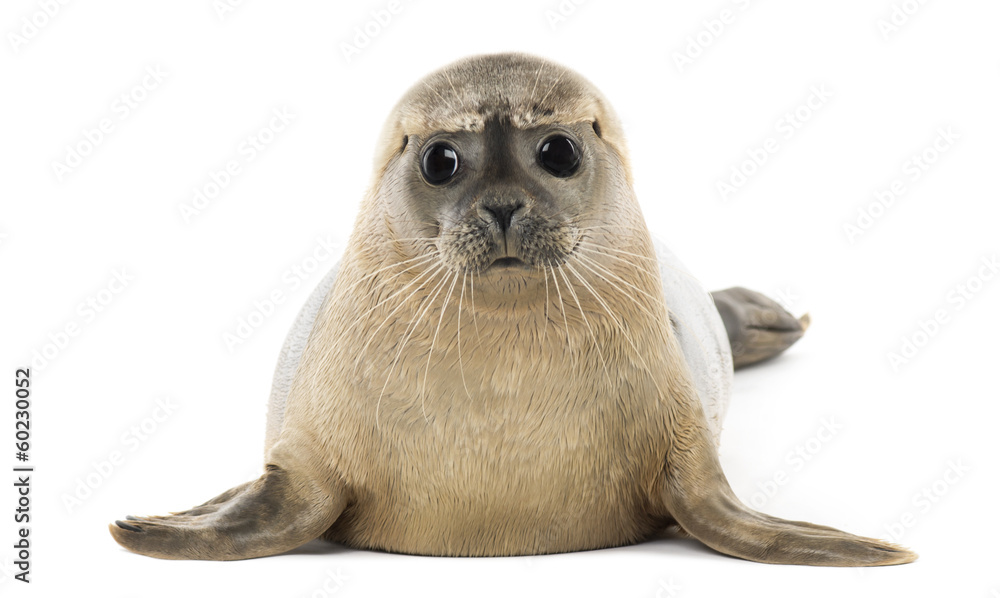 Naklejka Common seal lying, facing, Phoca vitulina, 8 months old - foka,  stojące, dzikość, fototapety | Foteks