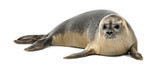 Common seal lying, Phoca vitulina, 8 months old, isolated