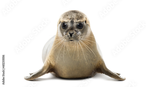 Front view of a Common seal lying, looking at the camera © Eric Isselée