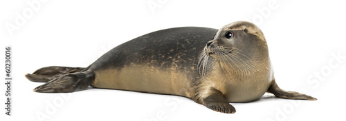 Common seal lying, looking away, Phoca vitulina, 8 months old
