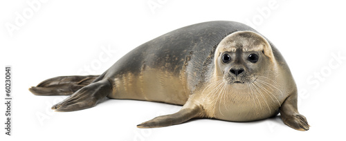 Common seal lying, Phoca vitulina, 8 months old, isolated © Eric Isselée