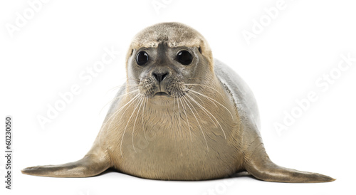 Common seal lying, facing, Phoca vitulina, 8 months old © Eric Isselée