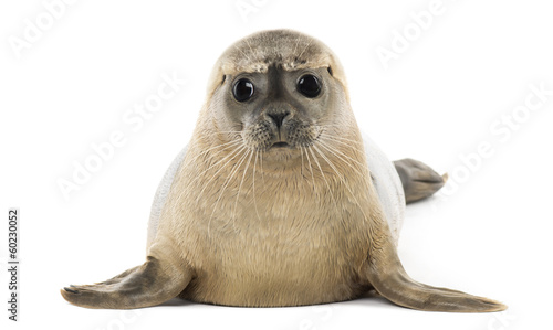 Common seal lying, facing, Phoca vitulina, 8 months old photo