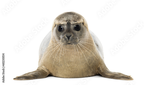 Front view of a Common seal lying, facing, Phoca vitulina © Eric Isselée