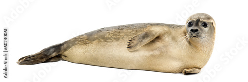 Side view of a Common seal lying on the side, Phoca vitulina © Eric Isselée