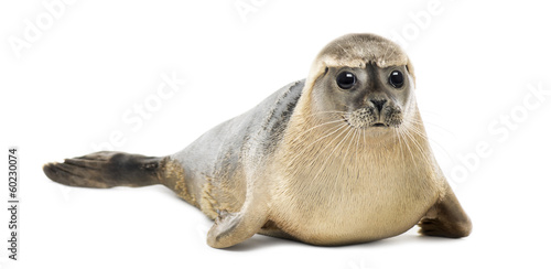 Common seal lying, looking at the camera, Phoca vitulina