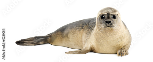 Common seal lying, looking at the camera, Phoca vitulina
