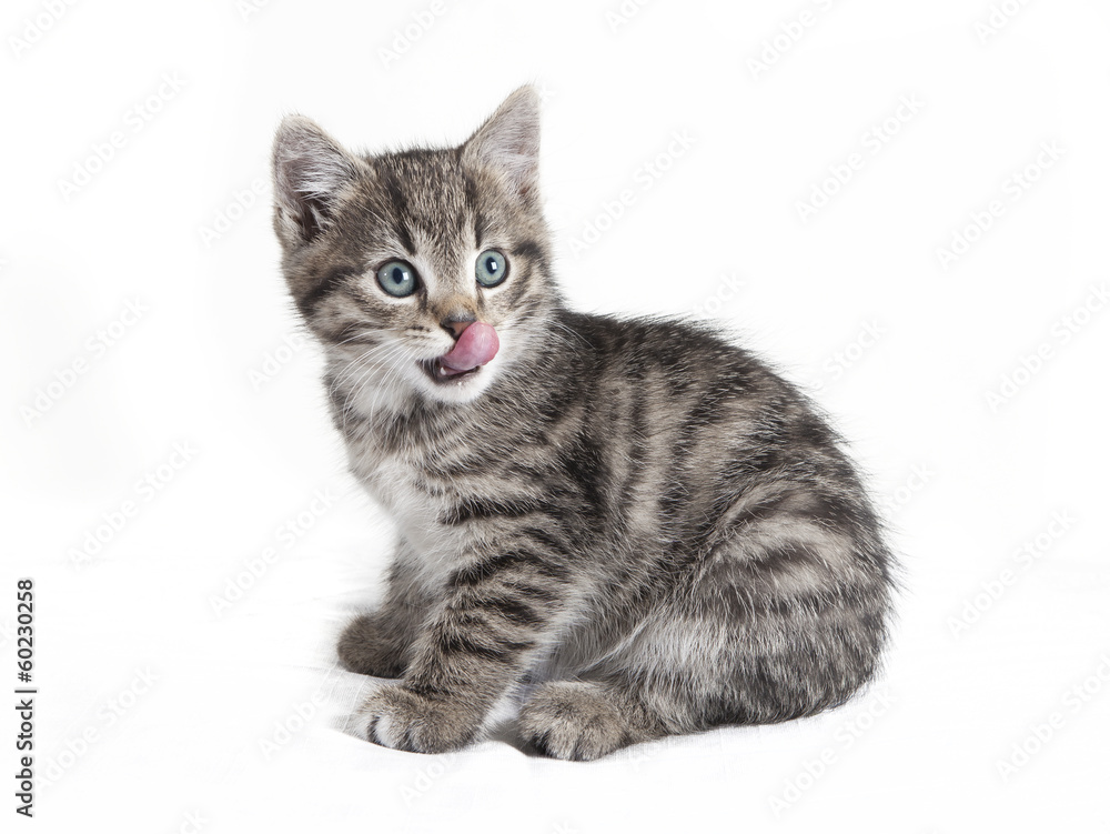 cat with a long tongue
