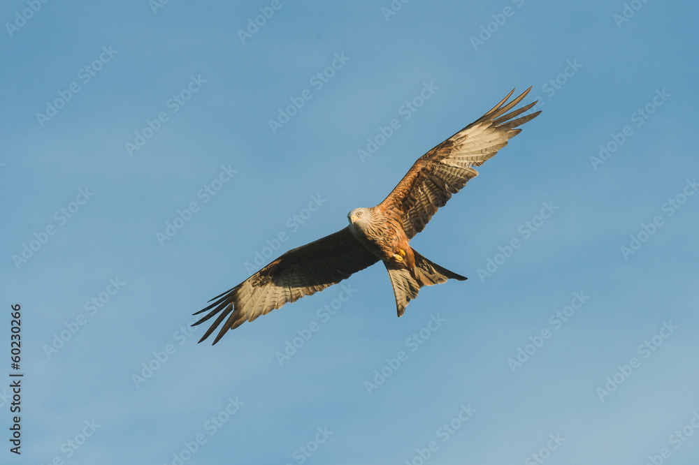 Red Kite Red Kite
