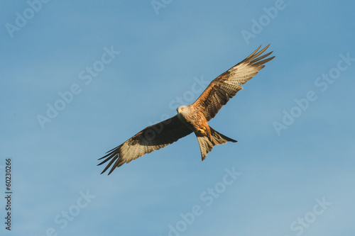 Red Kite © andyastbury