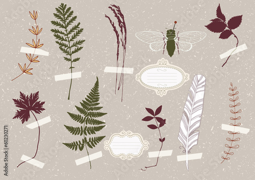 Herbarium and Cicada