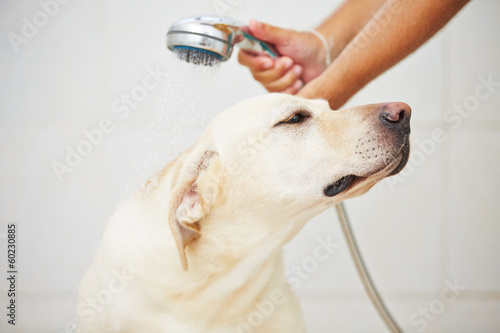 Fototapeta Naklejka Na Ścianę i Meble -  Dog in bathroom