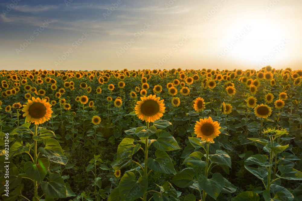 Obraz premium evening sunflower field