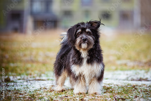 Vászonkép fluffy mixed breed dog outdoors