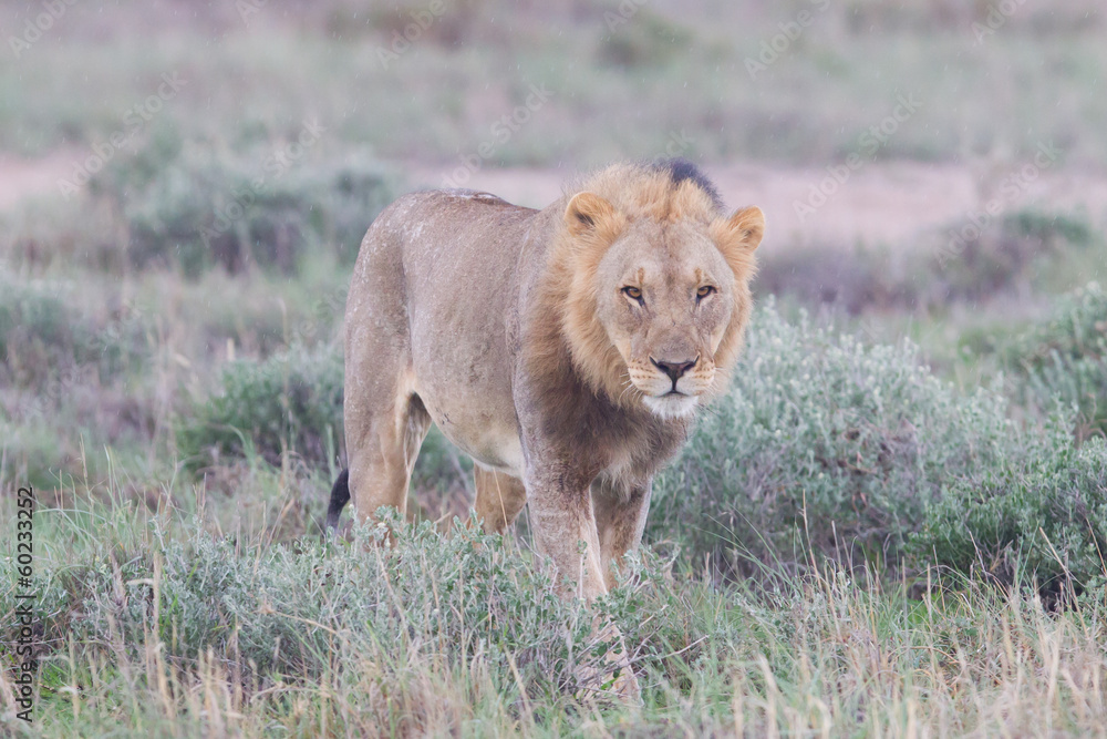 Lion walking on the rainy plains of Etosha Lion walking on the rainy plains of Etosha