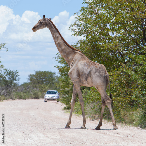 Giraffe in Etosha, Namibia © michaklootwijk