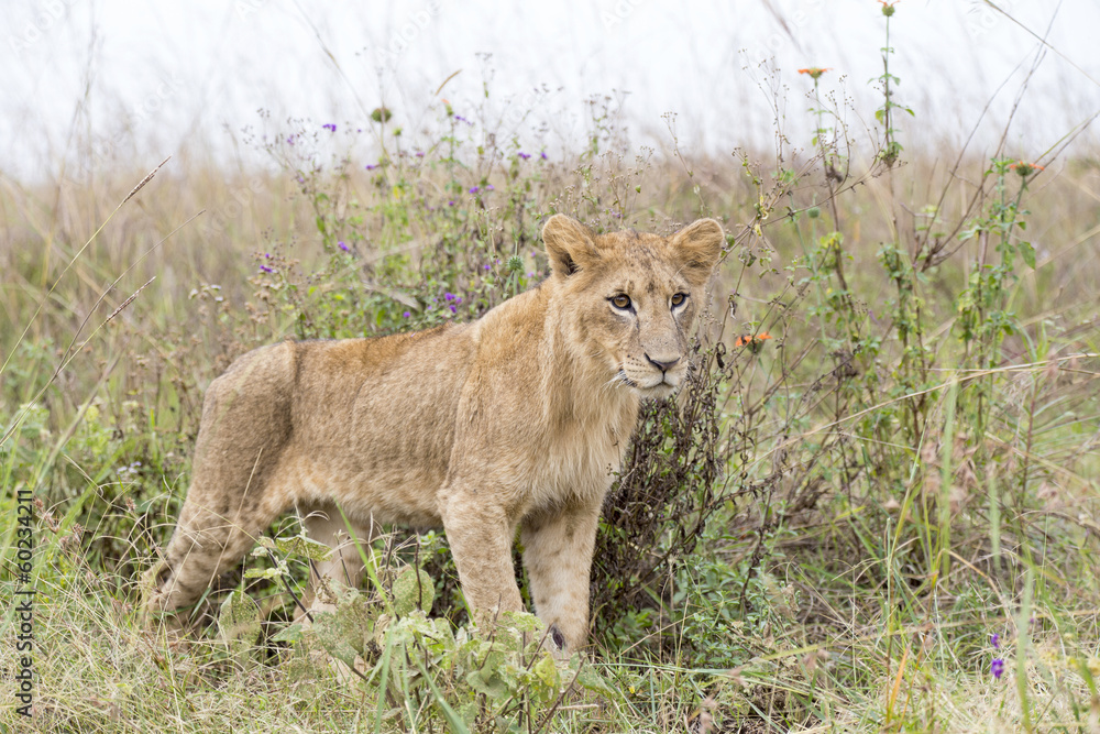 Fototapeta premium Young lion in the savanna