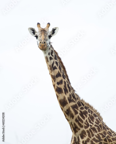 The African Giraffe © Daniel Loncarevic
