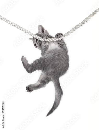 cat baby hanging on rope