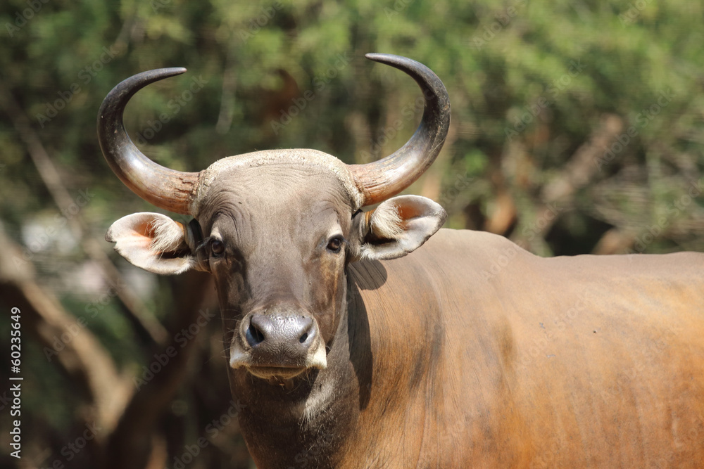 gaur gaur