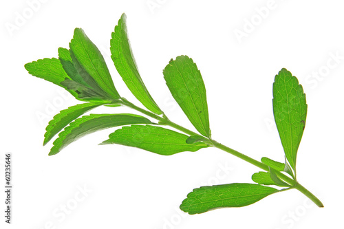 Stevia rebaudiana