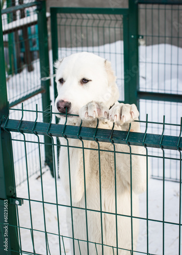 Young dog behind metal fence. Selective focus