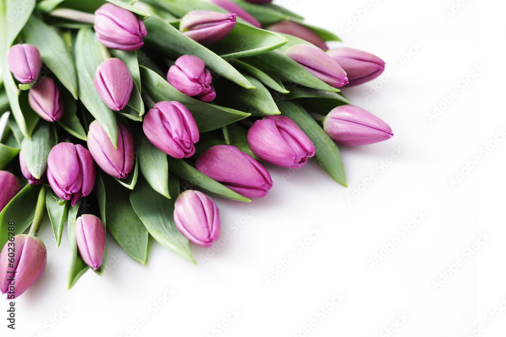 tulips tulips