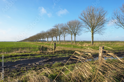 Trees along farmland in winter