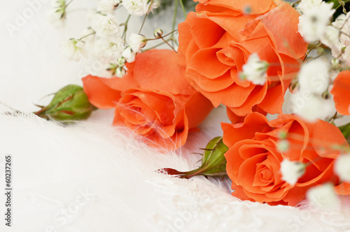 Roses on white background