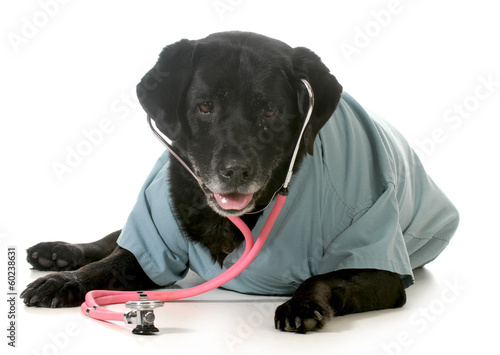 senior pet care