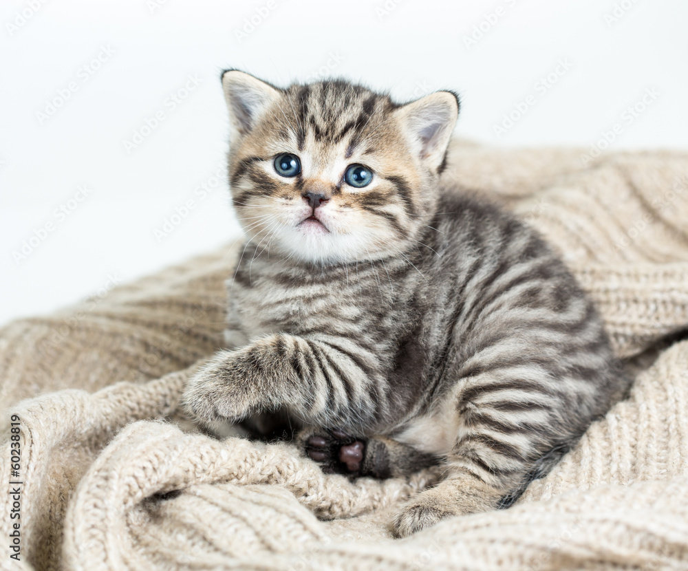 cat kitten lying on jersey