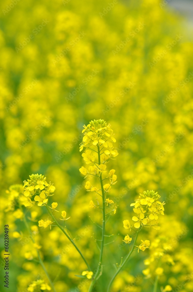 Obraz premium canola flower