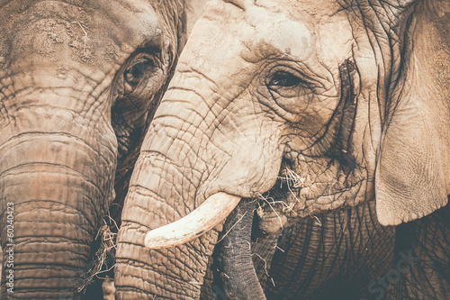 Couple d'éléphants photo